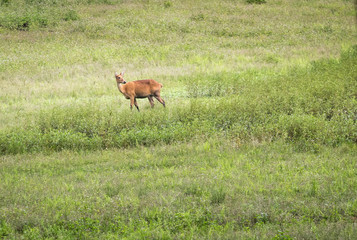 Naklejka na ściany i meble Female barasingha deer in central Indian grasslands