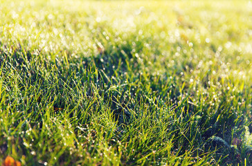 close up of green grass with dew