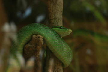 Serpent