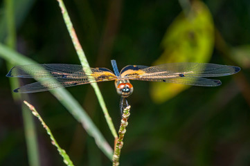Male yellow-striped flutterer (Rhyothemis phyllis) on a grass