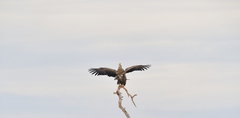 White-tailed eagle wings spread. Eagle on tree. Bird of prey.