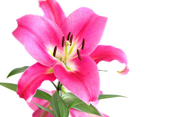 Flower of a beautiful open pink royal lily isolated on the white background
