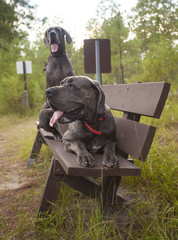 Great Danes on a bench