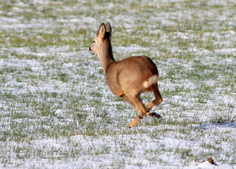 Fototapeta premium Female European Roe Deer (Capreolus capreolus) sprinting through a field in winter.