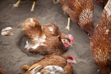 brown chicken outside poultry farm in holland takes sand bath