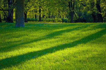 Grass field in the park