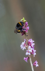 Hummel auf rosa blühendem Seidelbast