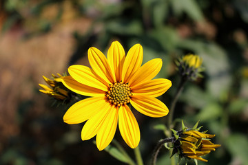 yellow flower