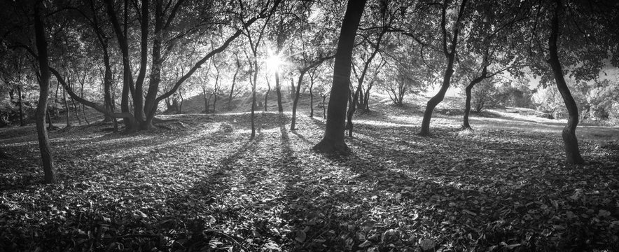 Autumn forest with morning sun. Monochrome colors