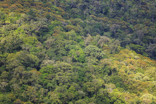 Green jungle trees pattern for background © farizun amrod