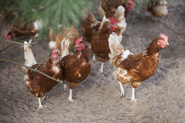 brown chicken stand in outside soil under pine tree shrub