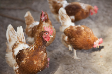 four brown chicken stand in outside soil on sunny day