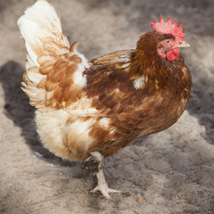 brown chicken stands in outside soil