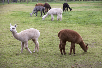 Fototapeta premium brown, black, grey and white young alpaca in green meadow