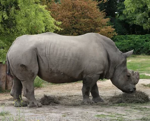 Foto op Plexiglas rhinoceros while grazing the grass © ChiccoDodiFC