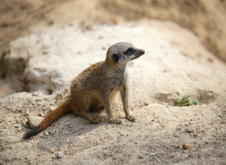 meerkat standing on the rock of the desert and controls its terr