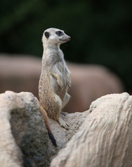 little meerkat standing on the rock of the desert