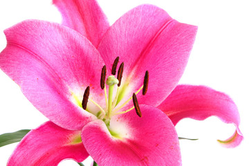 Flower of a beautiful open pink royal lily isolated on the white background