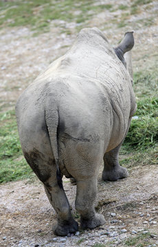 big back of the majestic rhinoceros seen from behind