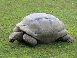 Obraz premium old turtle with robust shell