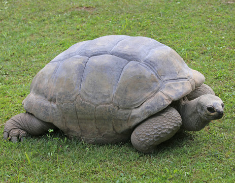 very big and old turtle with robust shell while walking
