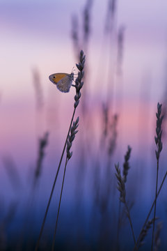 Butterfly on blade of grass