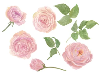 Fototapete Rosen Aquarellmalerei Rosenblüten und Blätter isoliert auf weiss. Design für Einladungs-, Hochzeits- oder Grußkarten