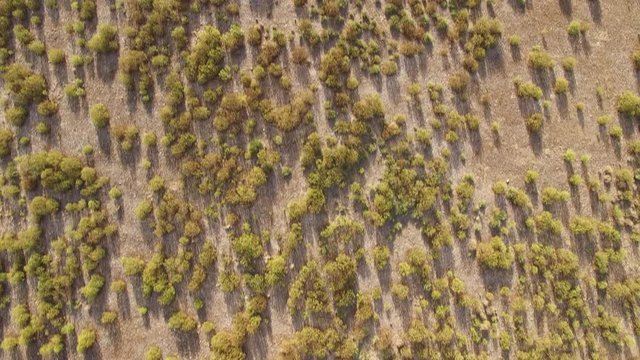 Abstract view of rock rose field from the air