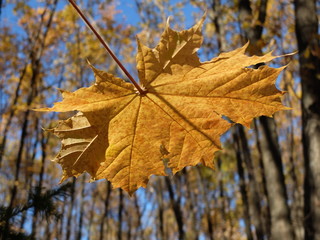 Кленовый лист