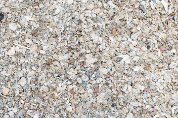 Texture Shells on the beach