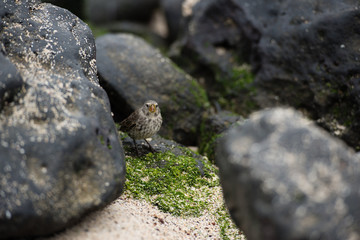 ガラパゴスフィンチ