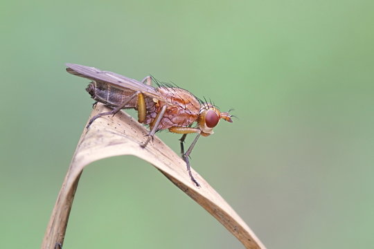 Marsh fly, Tetanocera ferruginea