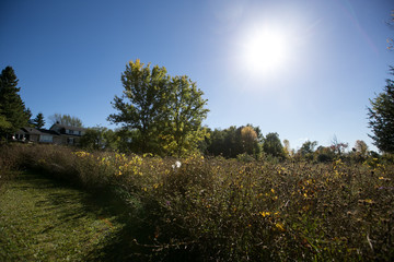 A beautiful Autumn day in Canada at the cottage