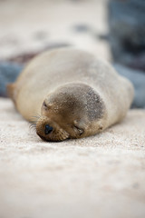 ガラパゴスアザラシ © treetstreet