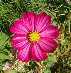Cosmos mauve