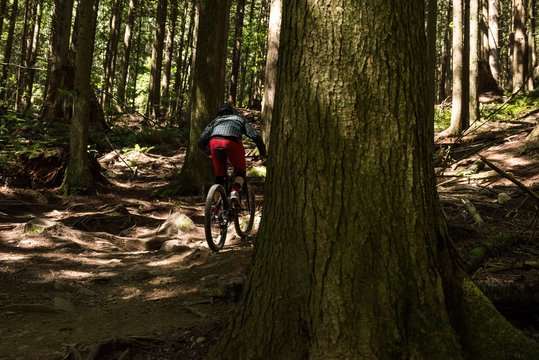 Male cyclist cycling in forest on a sunny day