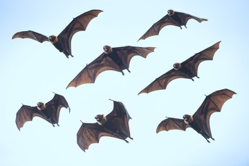 Fototapeta premium Bats flying on blue sky, Flying Lyle's flying fox (Pteropus lylei)