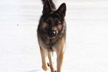 Alsatian dog on the frozen lake