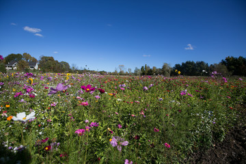 A filed of wild flowers