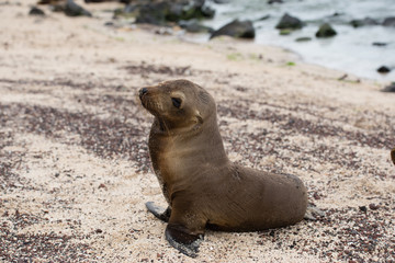 Fototapeta premium ガラパゴスアザラシ