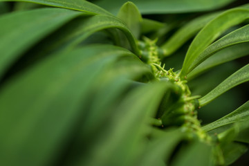 macro detail of a tropical carnivorous plant