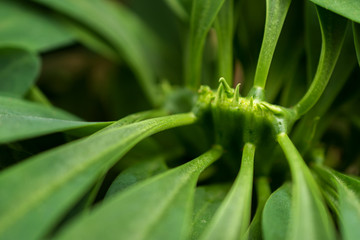 macro detail of a tropical carnivorous plant