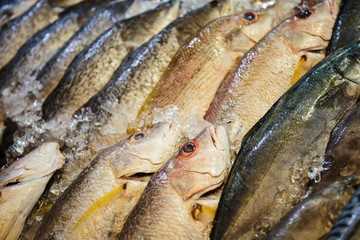 Raw sea fish  in the store