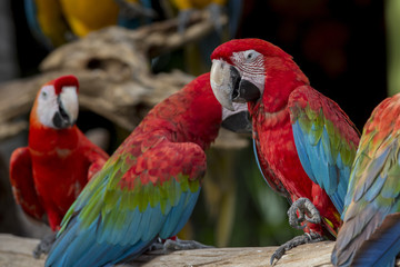Green-winged macaw