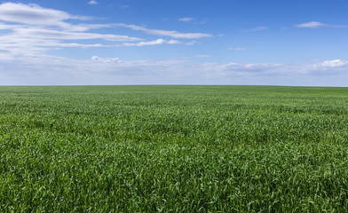Fototapeta na wymiar field of green grass and sky