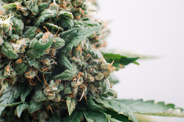 medical marijuana flowers plants - obrazy, fototapety, plakaty