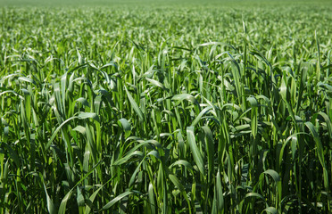 field of green grass