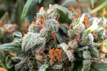 cannabis crystals trichomes, thc marijuana plant medical