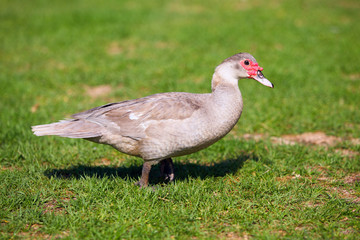 Chocolate muscovy duck standing on the green grass