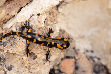 Obraz na płótnie Canvas Salamander perched on a rock
